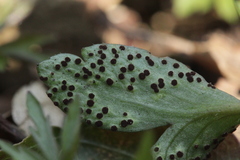 Tranzschelia anemones