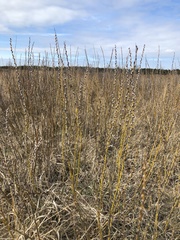 Salix humilis tristis