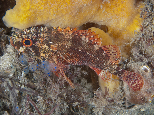 Pygmy scorpionfish (Scorpaenodes scaber) — Scorpaenidae