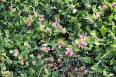 Lamium amplexicaule