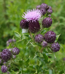 Cirsium arvense