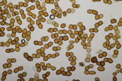 Tranzschelia anemones