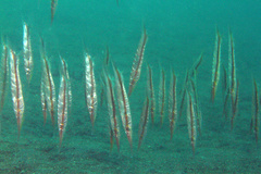 Centriscus scutatus