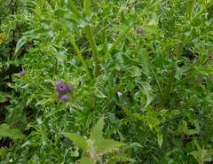 Cirsium arvense