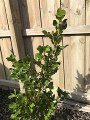 Griselinia littoralis