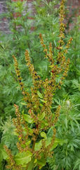 Rumex obtusifolius