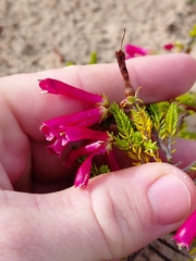 Erica versicolor, photograph (c) Brian du Preez, some rights reserved (CC BY-SA)