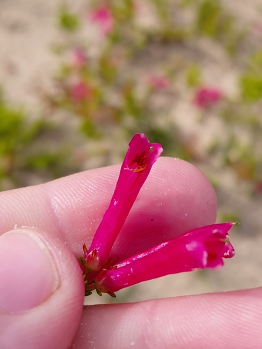 Erica versicolor, photograph 6