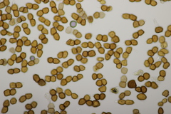 Tranzschelia anemones