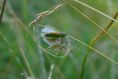 Conocephalus dorsalis