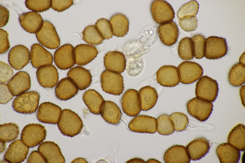 Wood anemone rust fungus