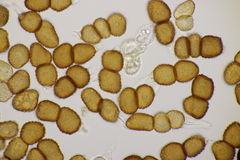 Tranzschelia anemones