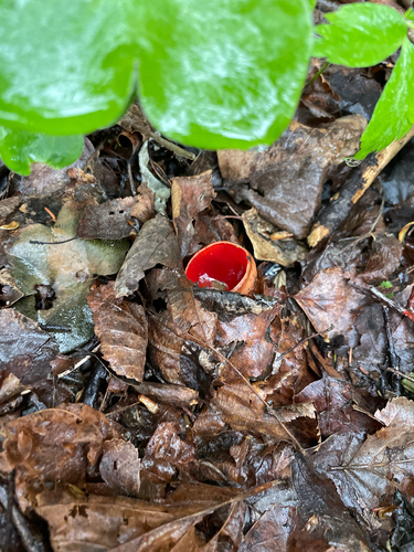 Elf Cups
