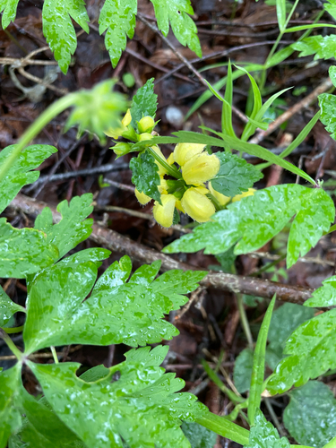yellow archangel