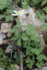 Synchytrium anemones