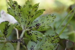 Synchytrium anemones