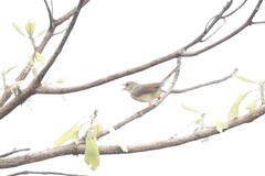 Prinia erythroptera