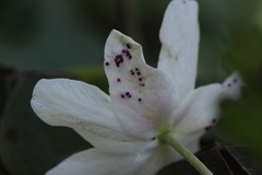 Synchytrium anemones
