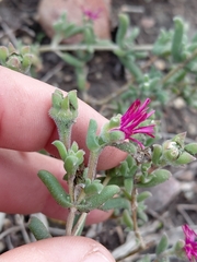 Delosperma neethlingiae
