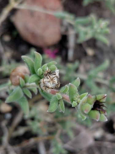 Delosperma neethlingiae, photograph 2