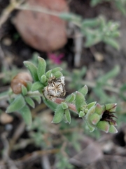 (c) Brian du Preez, some rights reserved (CC BY-SA) Delosperma neethlingiae, photograph (c) Brian du Preez, some rights reserved (CC BY-SA)