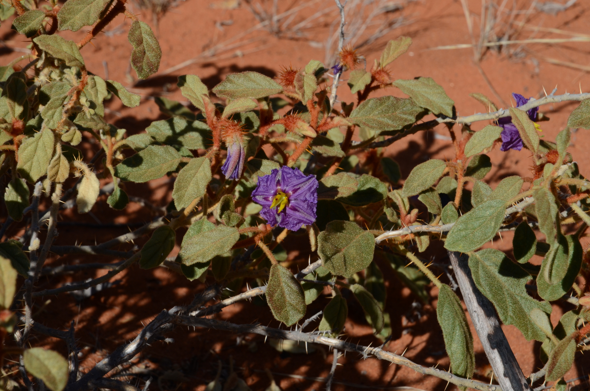 Solanum gilesii 3