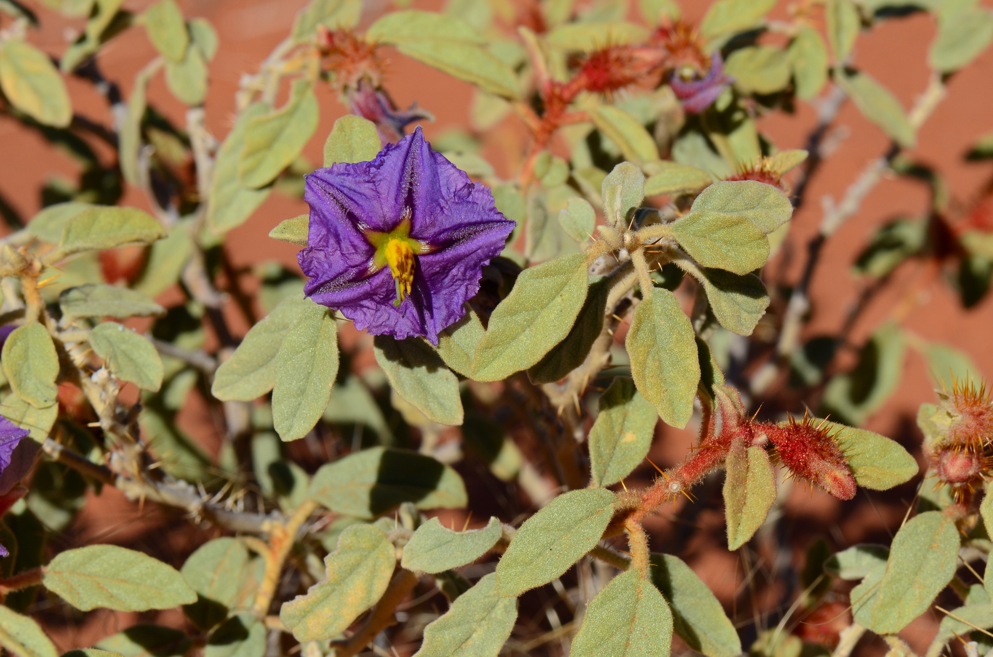 Solanum gilesii 2