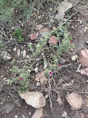 (c) Brian du Preez, some rights reserved (CC BY-SA) Delosperma neethlingiae, photograph (c) Brian du Preez, some rights reserved (CC BY-SA)