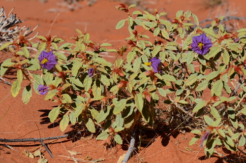 Solanum gilesii