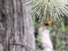 Copestylum sexmaculatum