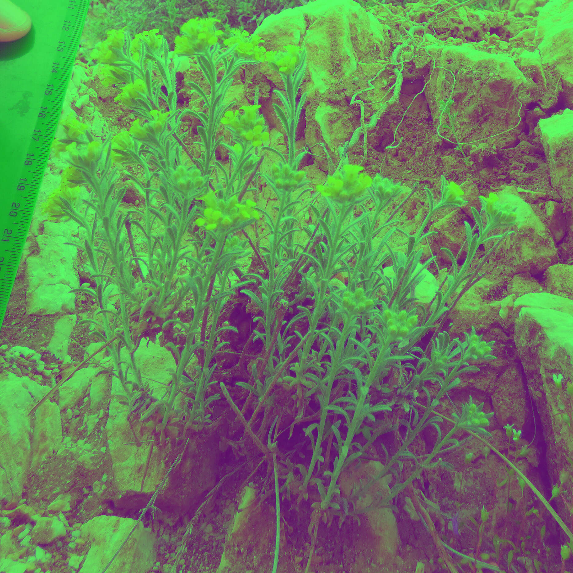 Alyssum erosulum