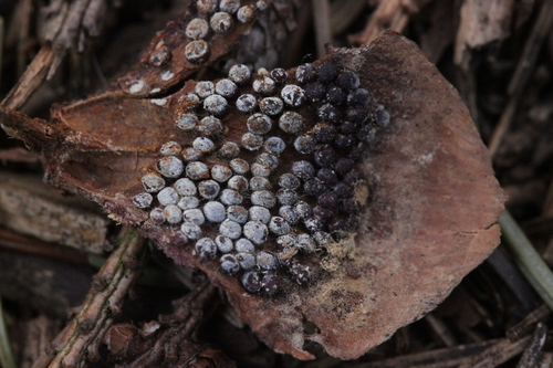 Cherry-Spruce Rust