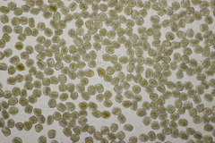 Pucciniastrum areolatum