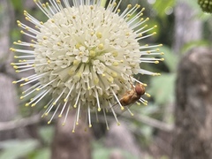 Copestylum sexmaculatum