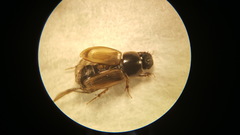 Melinopterus prodromus