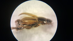 Melinopterus prodromus