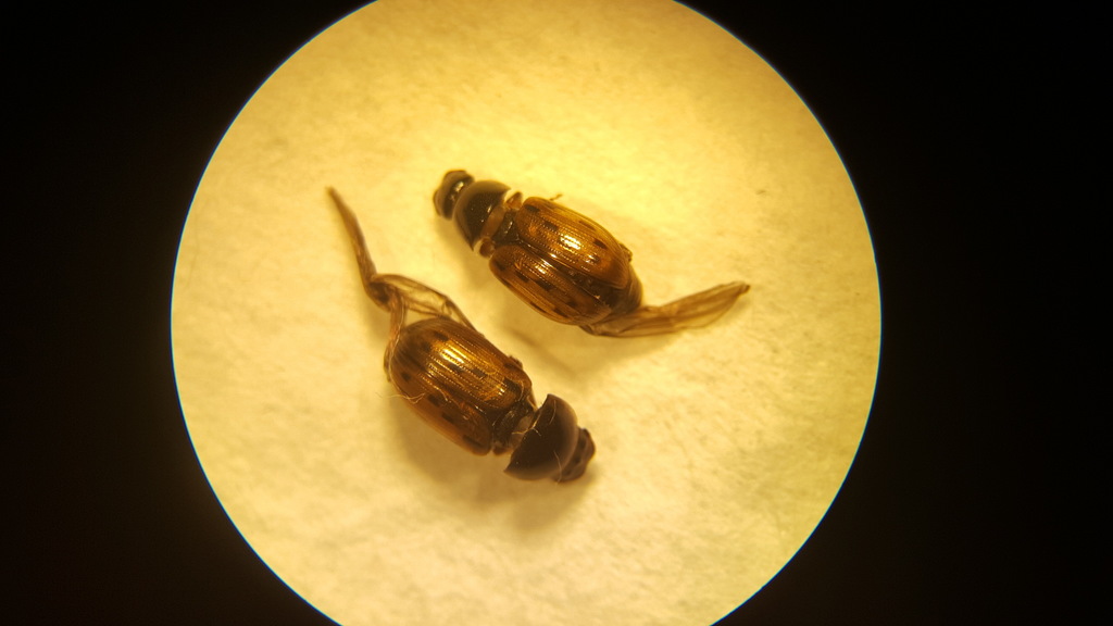 Chilothorax conspurcatus