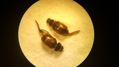 Chilothorax conspurcatus