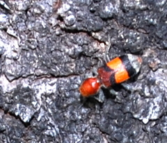 Enoclerus ichneumoneus