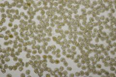Pucciniastrum areolatum