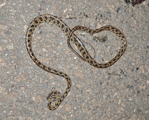 Many-spotted Cat Snake