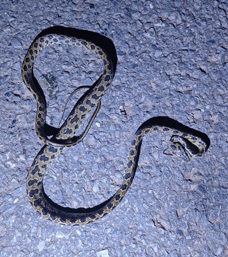 Many-spotted Cat Snake