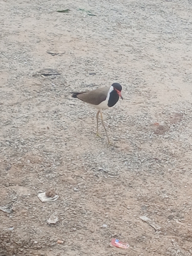 Red-wattled Lapwing
