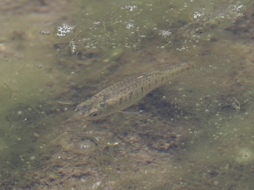 Aphanius fasciatus