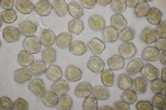Pucciniastrum areolatum
