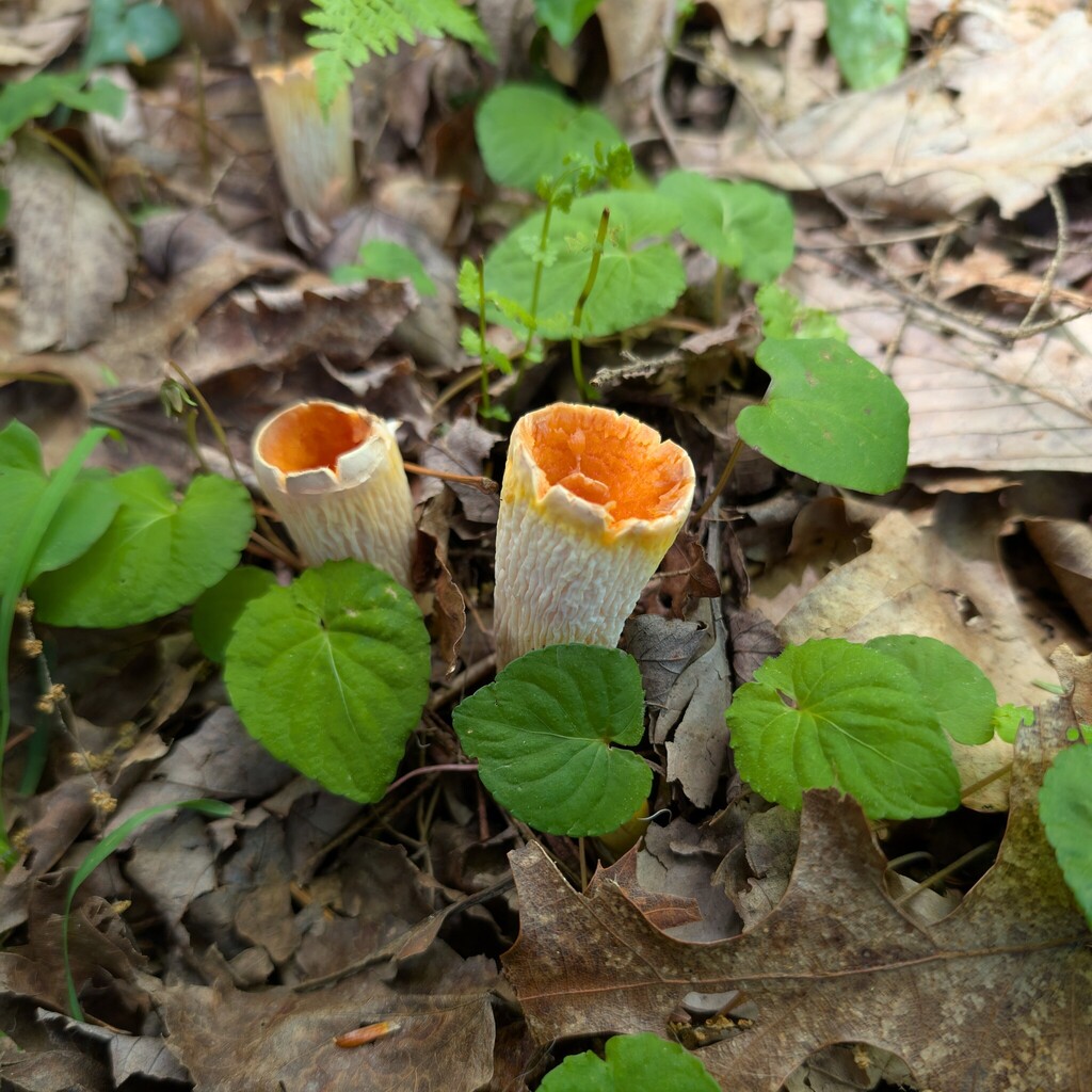Scaly Chanterelle