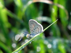Zizula hylax pygmaea