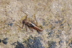 Epeorus fragilis