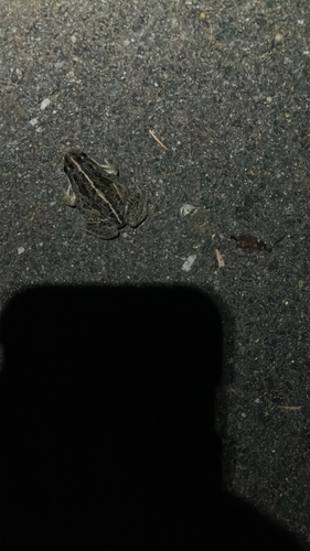 Spotted Marsh Frog
