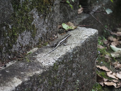 Japanese Skink